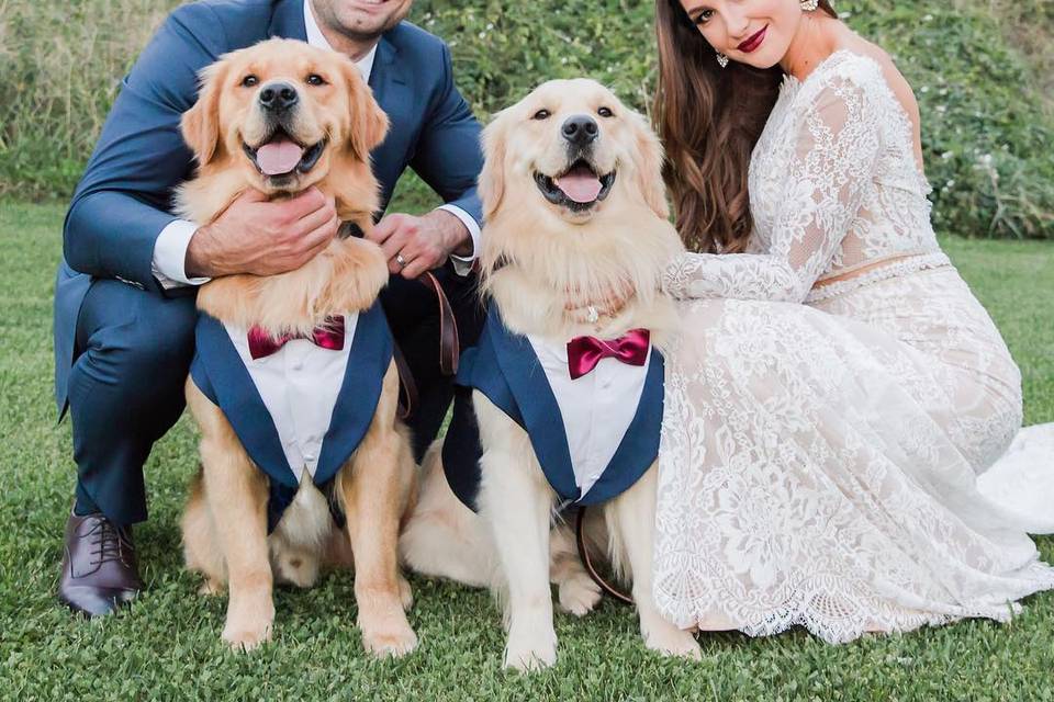 Dog Gowns, Dresses, and Suits for Dog weddings